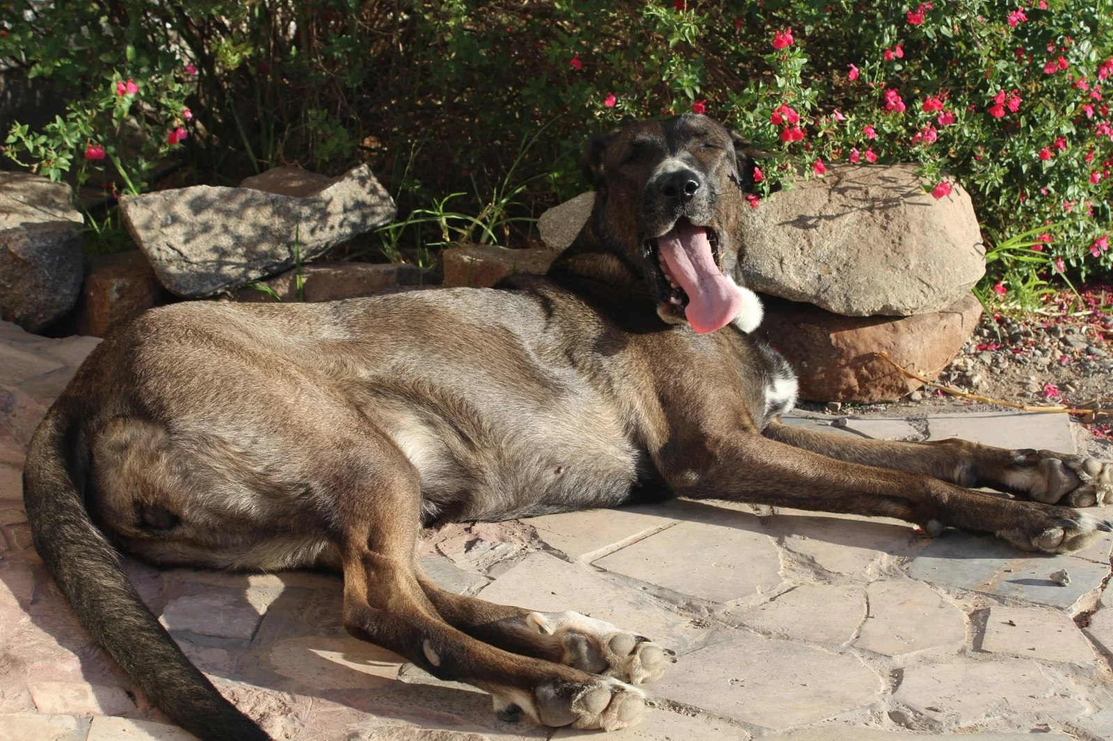 Veterinaria a Domicilio M.V. Nicolás Larenas logo