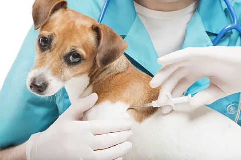 Implante de Microchips