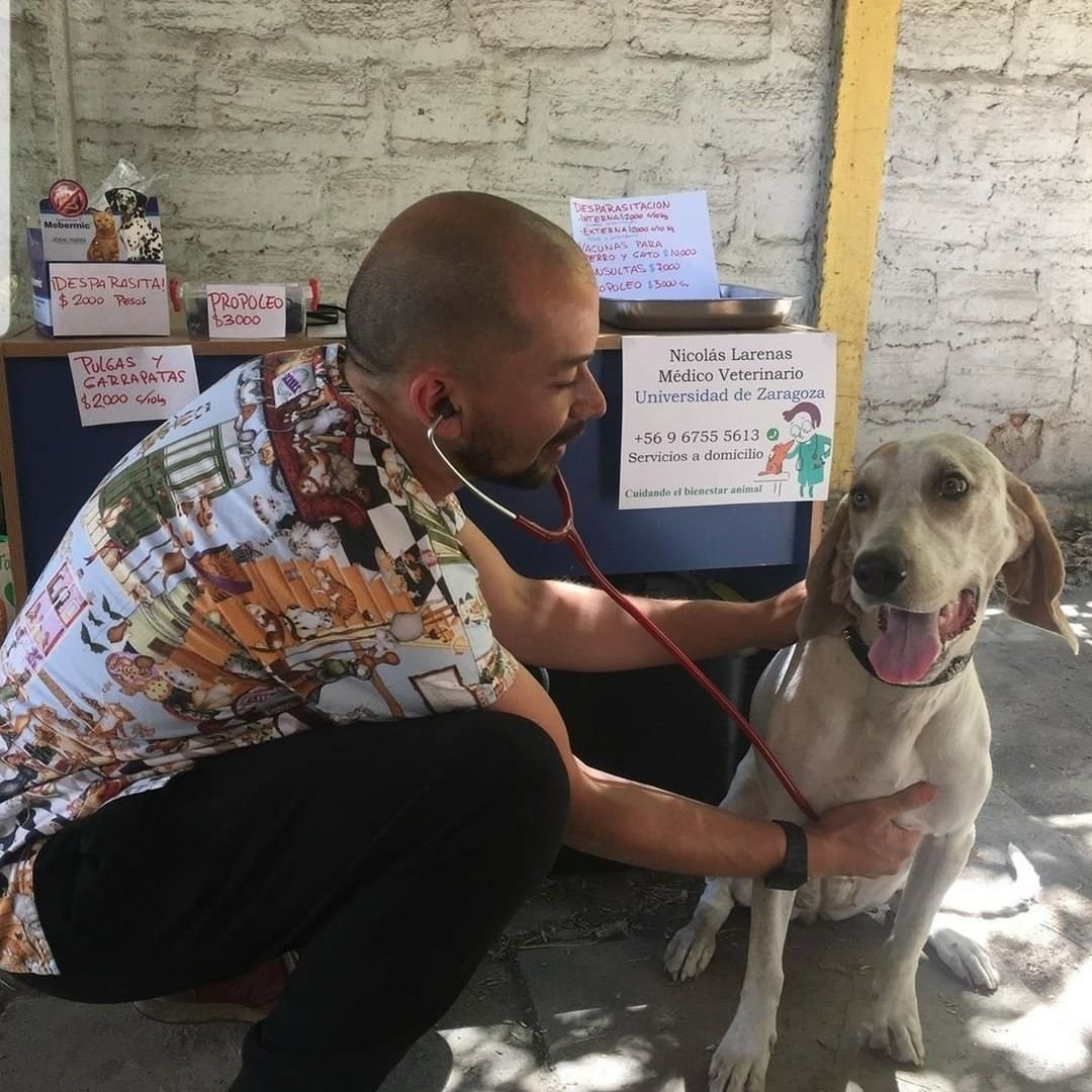 {{TITLE}} Nicolás Larenas